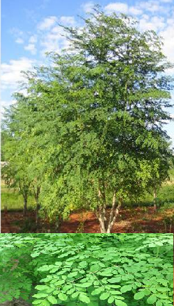 L'arbre du 21è siècle